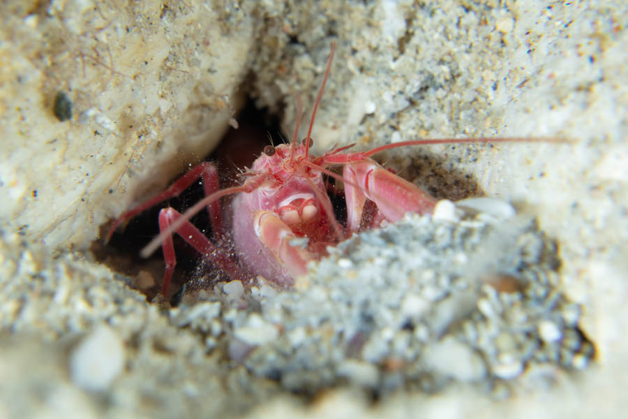 Archive Identification: Lobster Shrimp Complex