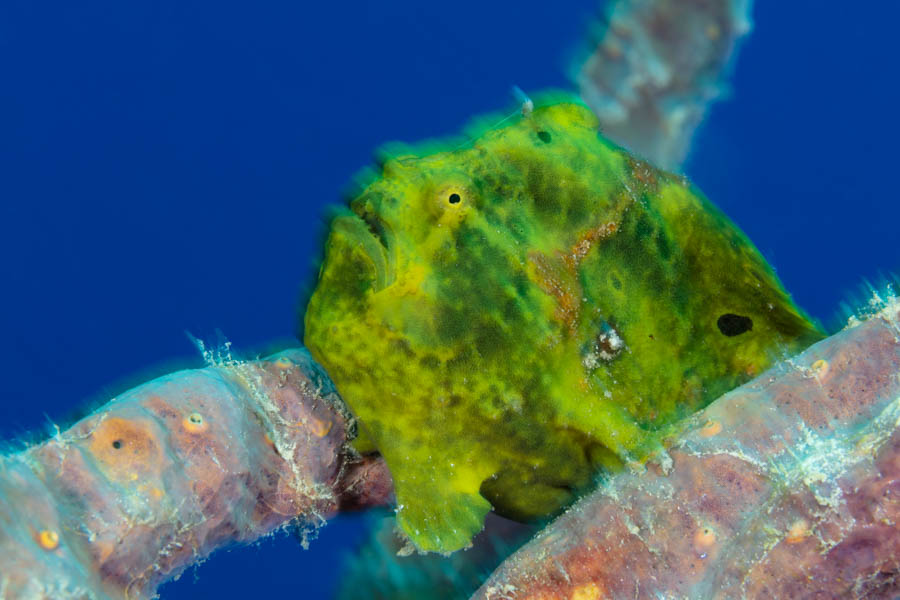 Archive Identification: Longlure Frogfish