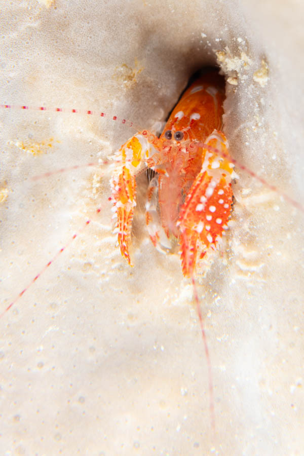 Archive Identification: Nodulose Lobster Shrimp