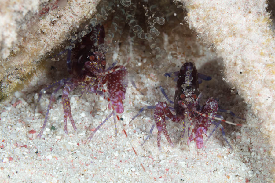 Archive Identification: Red Snapping Shrimps