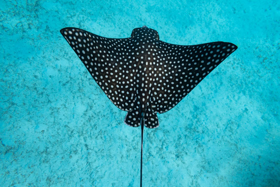 Archive Identification: Spotted Eagle Ray