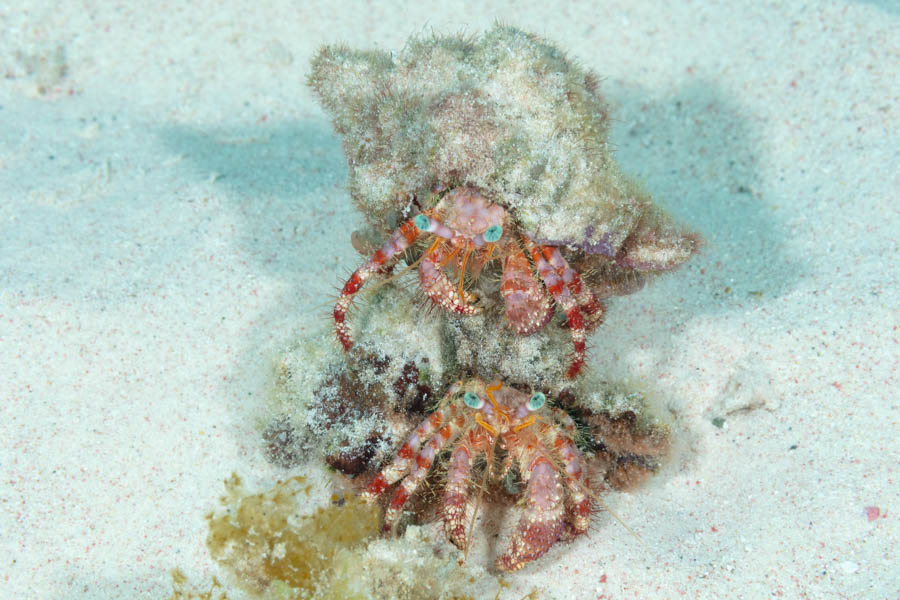 Archive Identification: Stareye Hermit Crabs