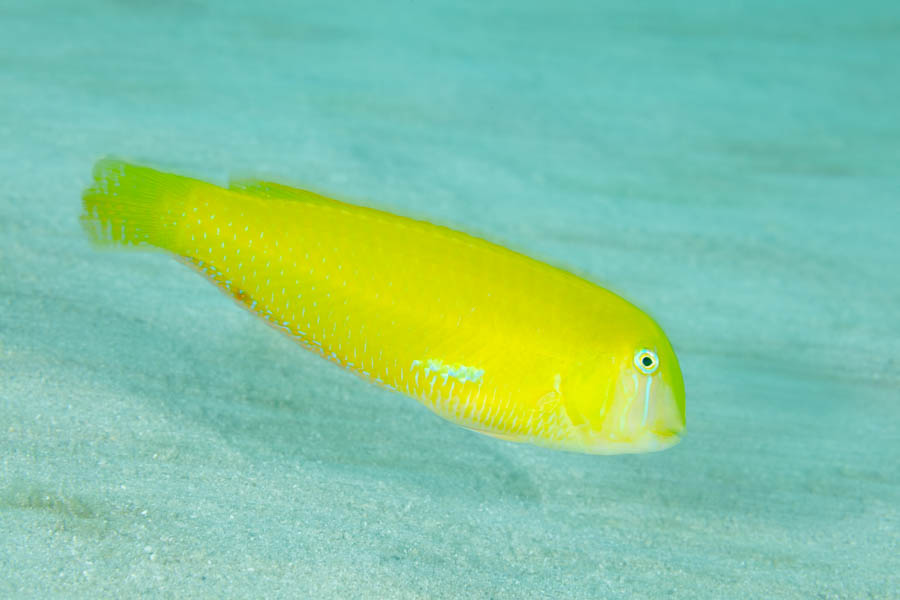 Archive Identification: Yellow Green Razorfish