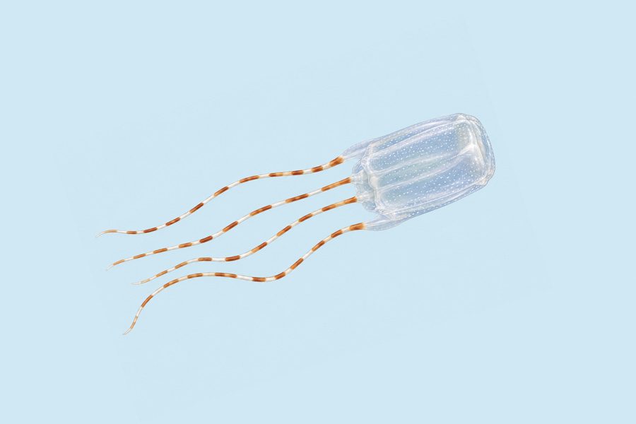Banded Box Jelly