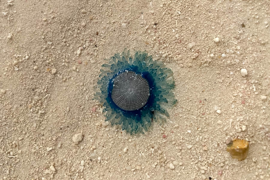 Blue Button