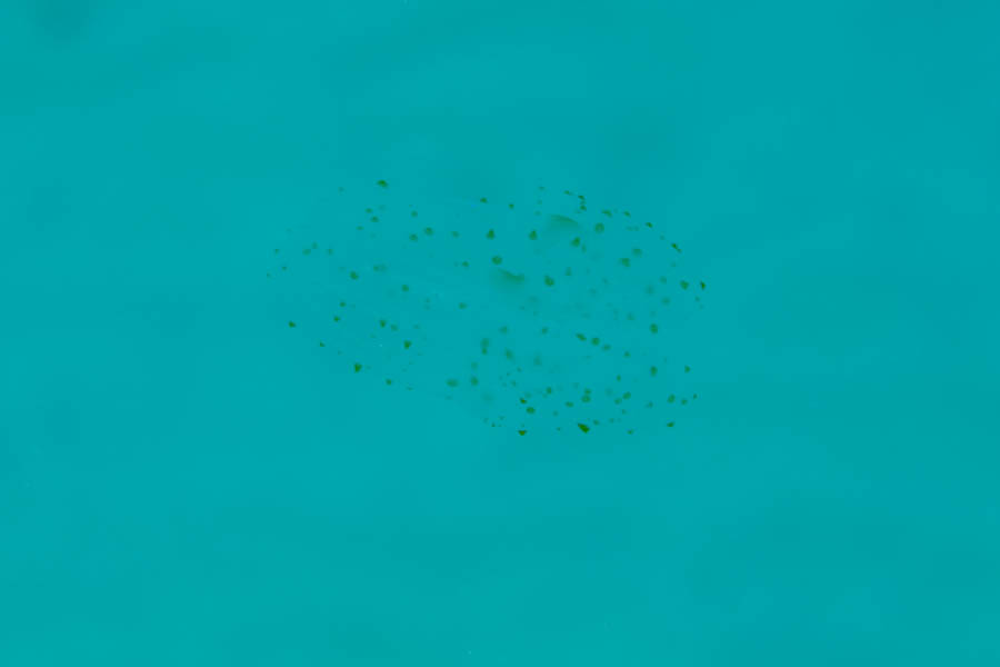 Brown Spotted Comb Jelly