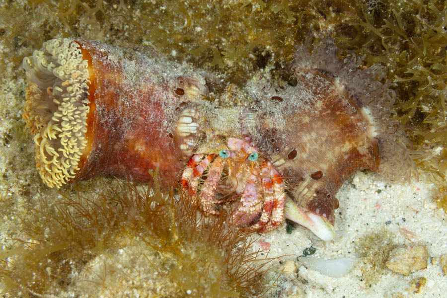 Hitchhiking Anemone Reef Anemones - Hitchhiking Anemone