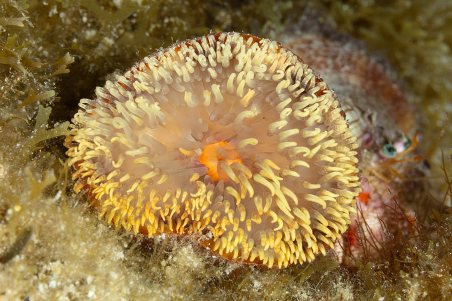 Hitchhiking Anemone Reef Anemones - Hitchhiking Anemone