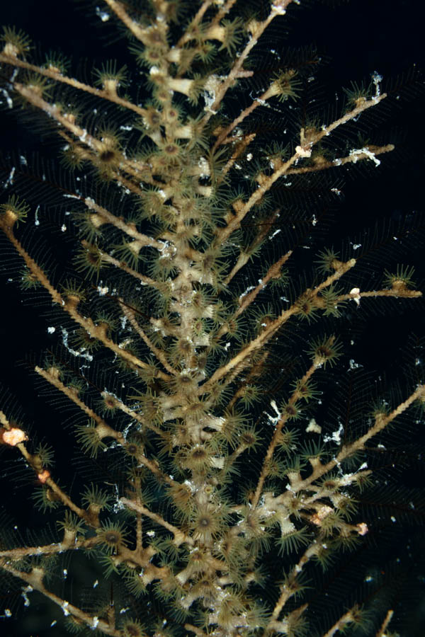 Hydroid Zoanthid
