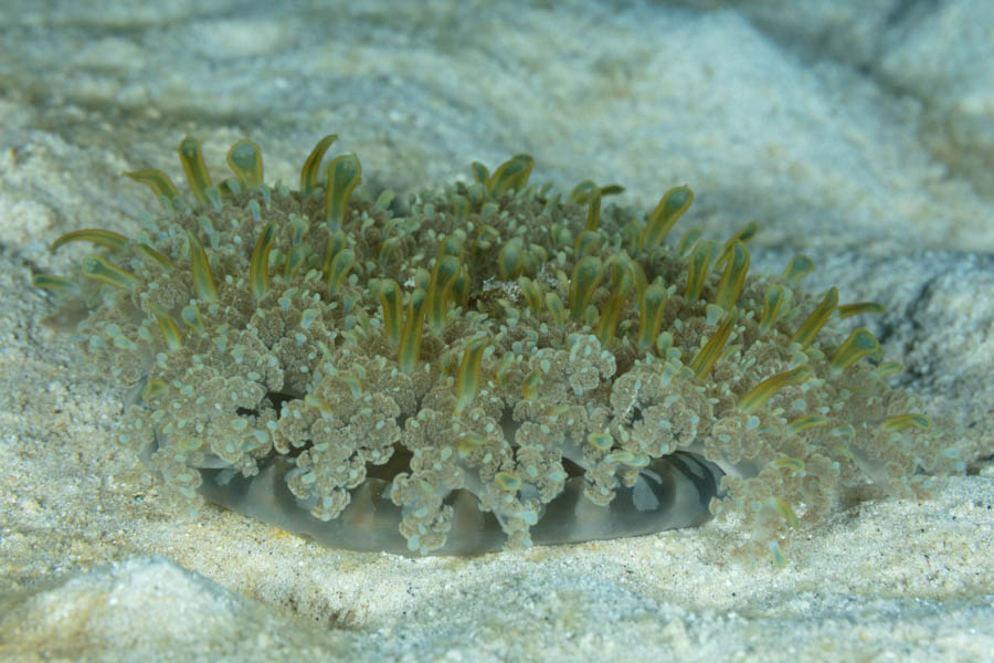 Mangrove Upsidedown Jelly