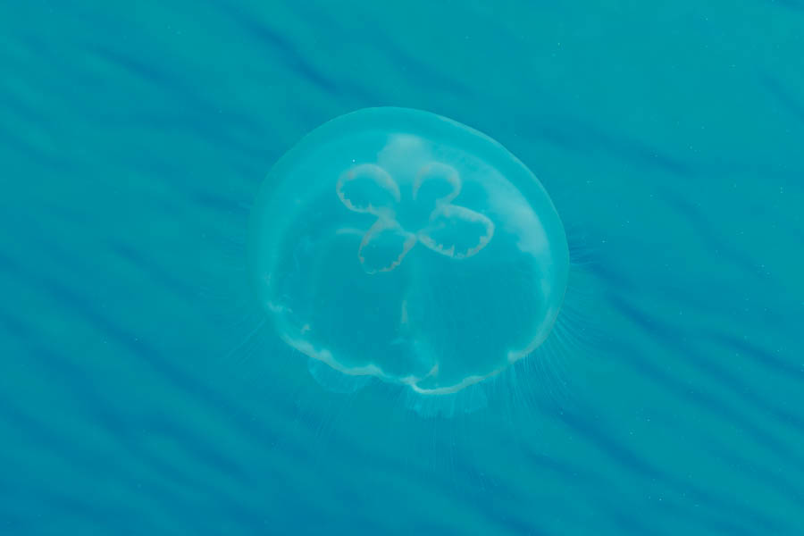 Moon Jelly