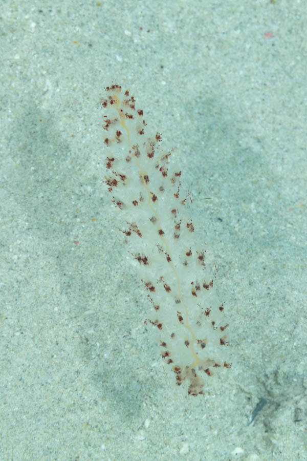 Red-Spotted Siphonophore