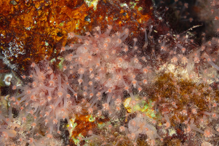 Solitary Sponge Hydroid