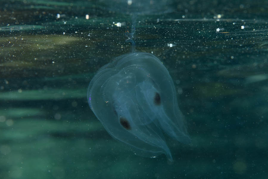 Spot-Winged Comb Jelly
