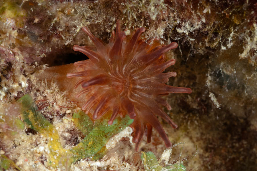Telmatactis Anemone, ID Not Sure