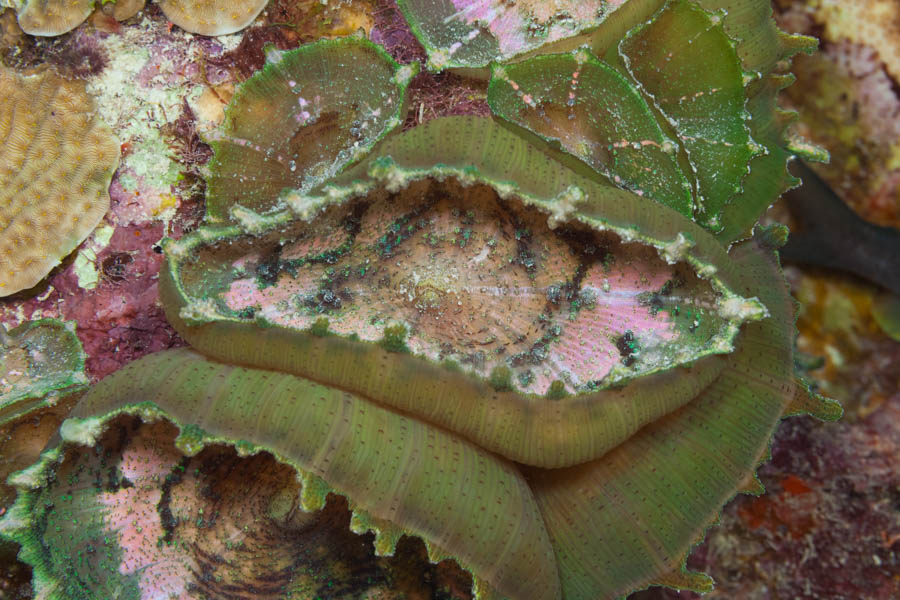 Umbrella Corallimorph