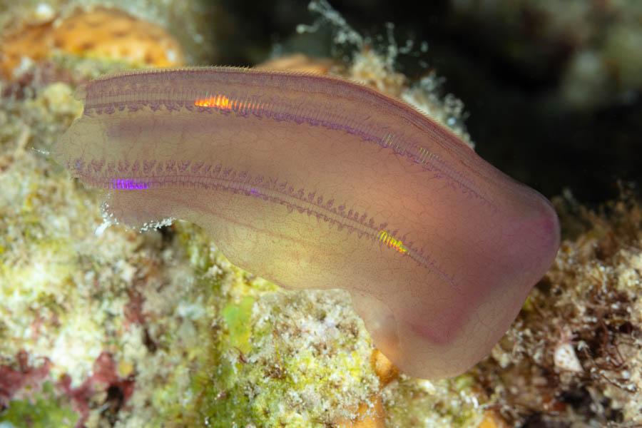 Unidentified Comb Jelly