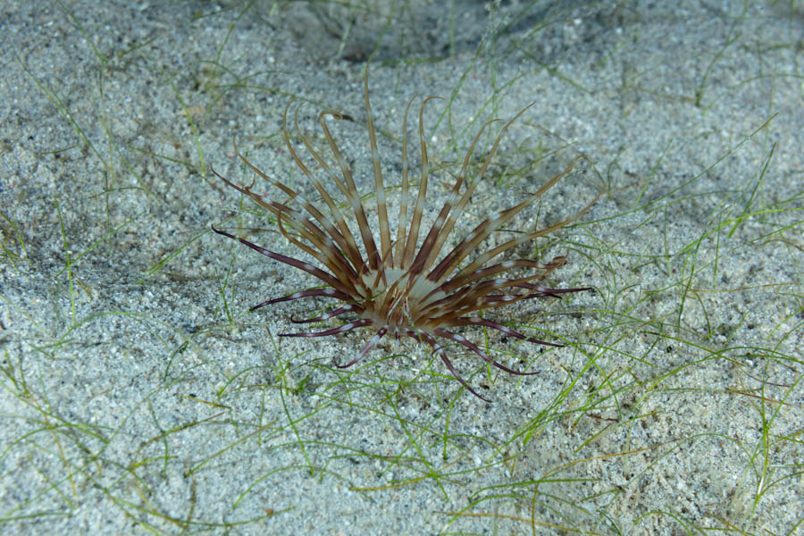 Wideband Tube-Dwelling Anemone
