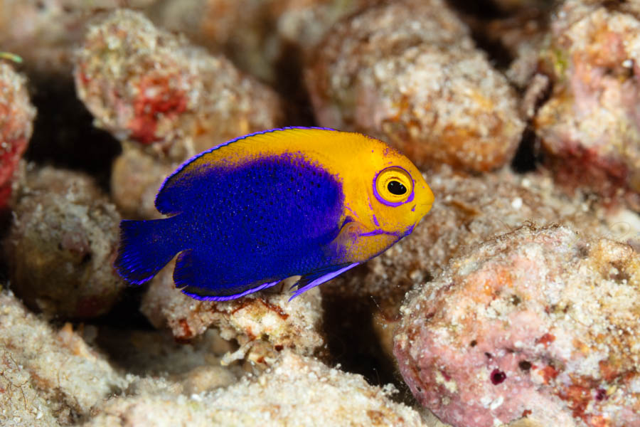 Flameback Angelfish