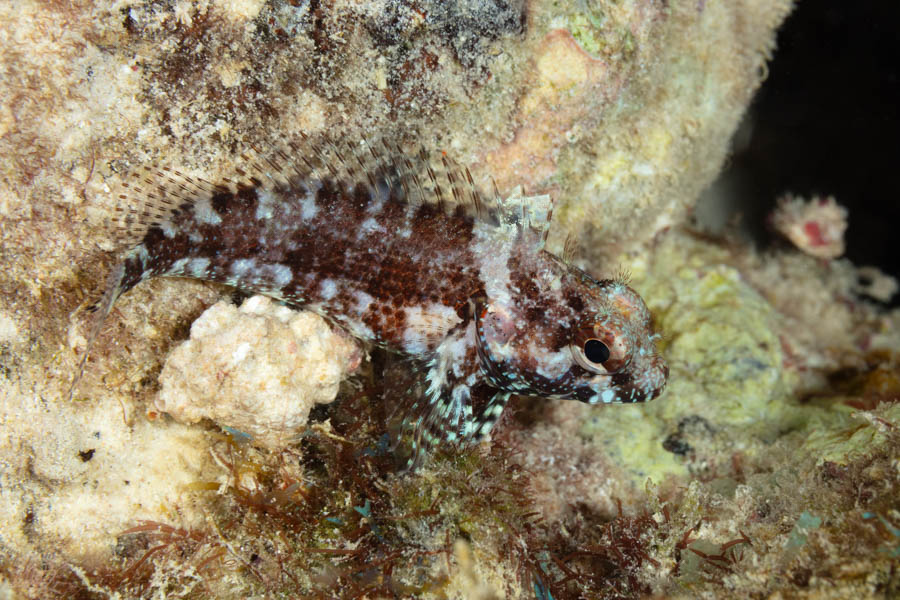 Mimic Blenny