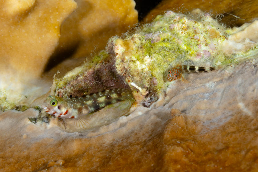 Blennies, Combtooth Identification: Orangespotted Blenny