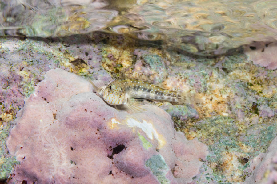 Blennies, Combtooth Identification: Pearl Blenny