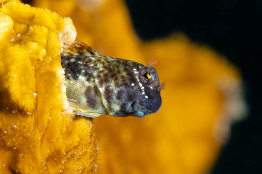 Blennies, Combtooth Identification: Pearl Blenny