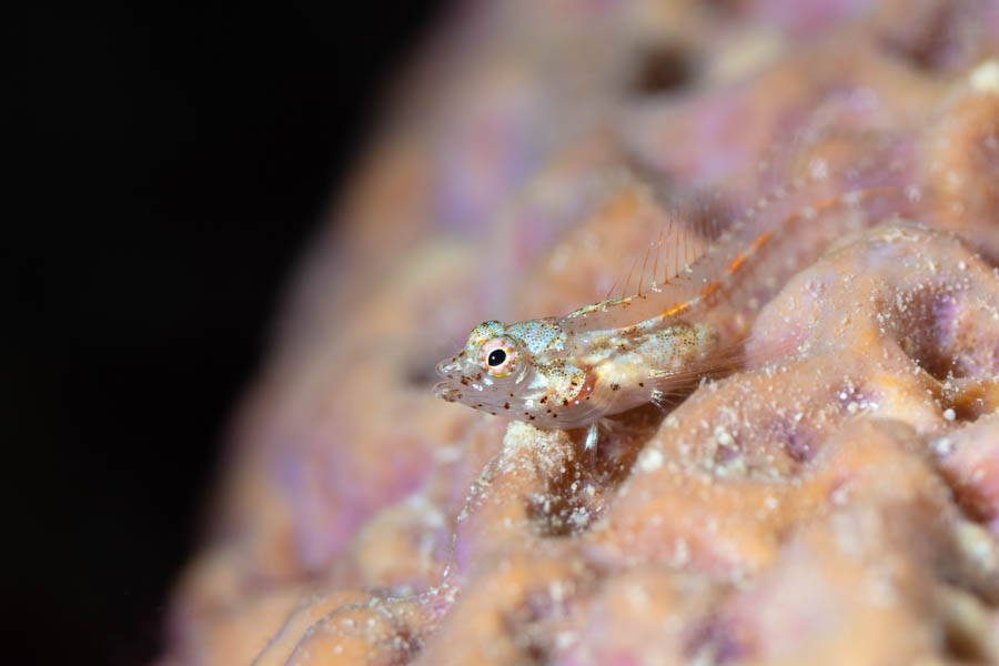Blennies, Tube Identification: Southern Smoothead Glass Blenny