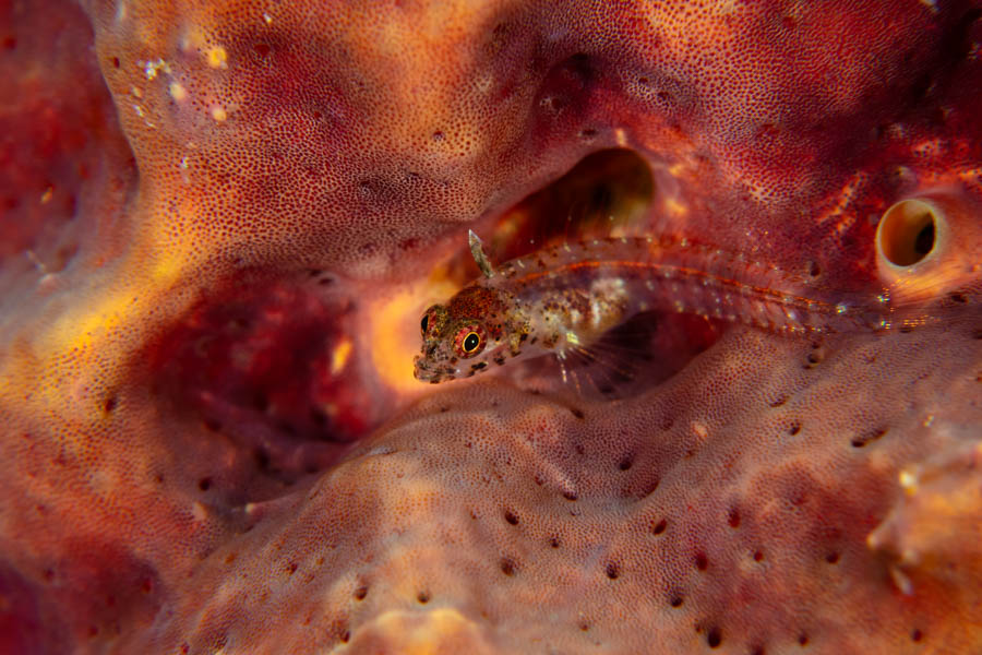 Southern Smoothhead Glass Blenny