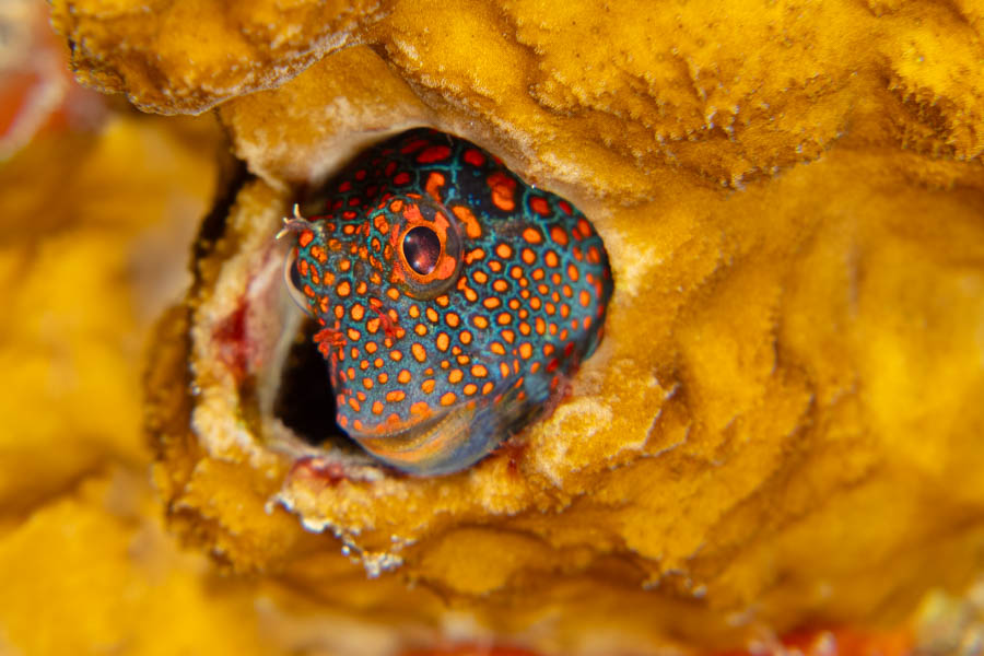 Blennies, Combtooth Identification: Tessellated Blenny