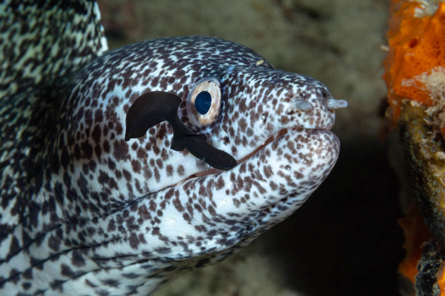 Brotula Cleaning a Spotted Moray