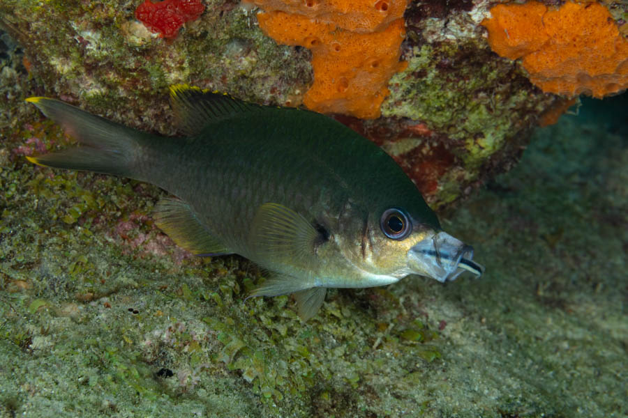 Brown Chromis with a Cleaning Goby