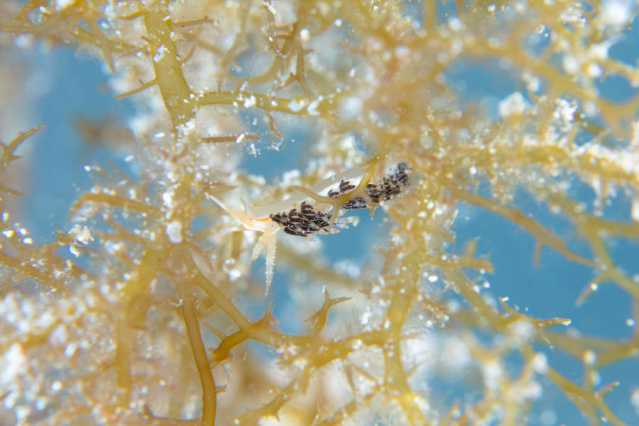 Christmas Tree Hydroid Nudibranch