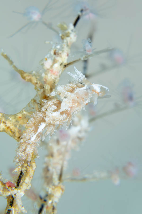 Christmas Tree Hydroid Nudibranch