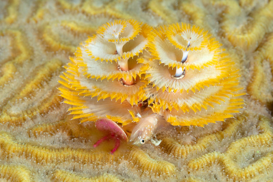Christmas Tree Worm with a Glass Blenny