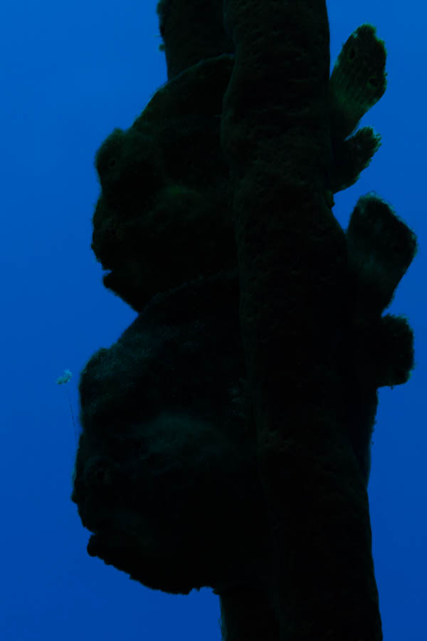 Frogfish Pair Silhouette
