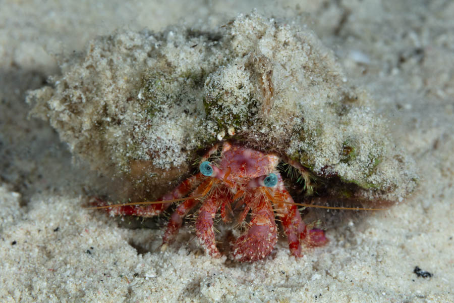 Hermit Crab with a small Seahare