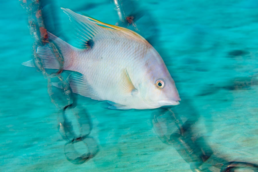 Hogfish in Chains