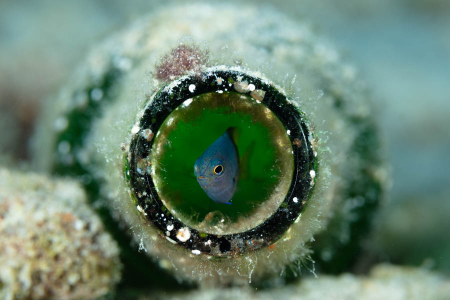 Juvenile Bicolor Damselfish