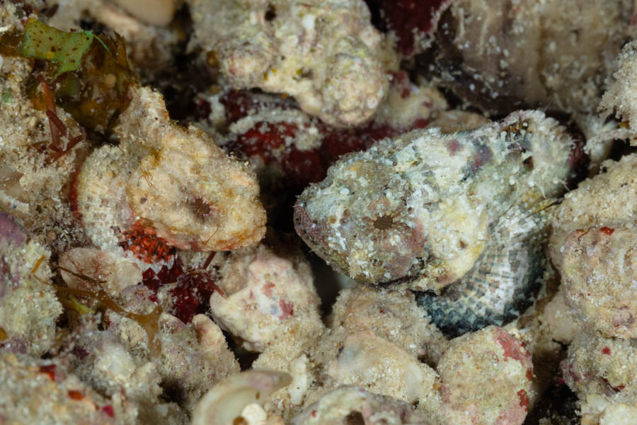 Juvenile Coral & Spotted Scorpionfish Juvenile Coral & Spotted Scorpionfish