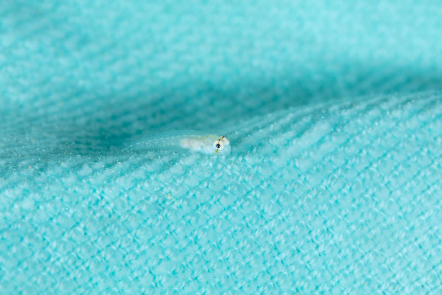 Little Goby on a Blue Towel