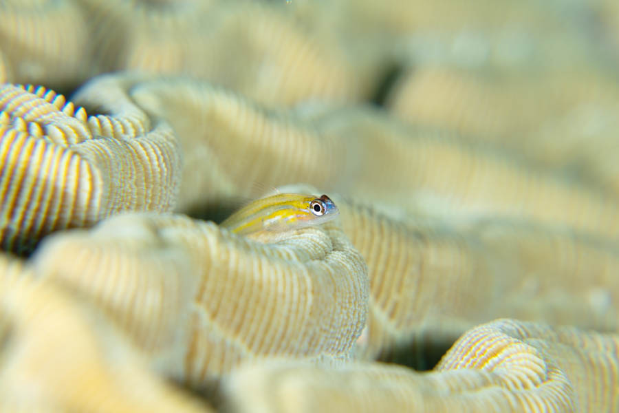 Peppermint Goby
