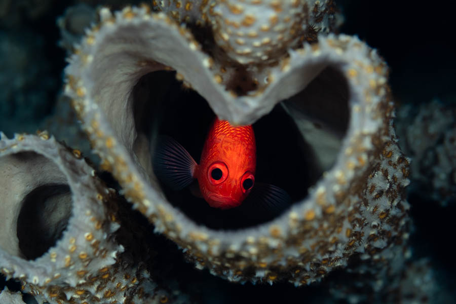 Soldierfish in a heart-shaped Vase Sponge