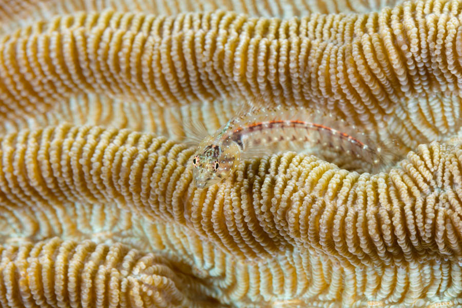 Southern Smoothead Glass Blenny