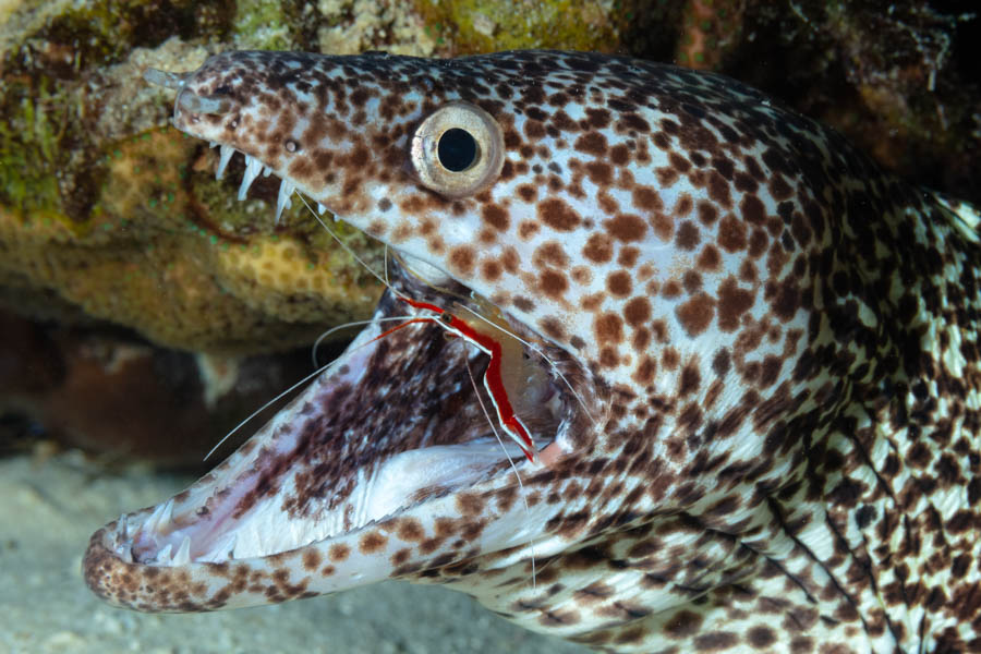 Spotted Moray with a Scarlet-Striped Cleaner Shrimp