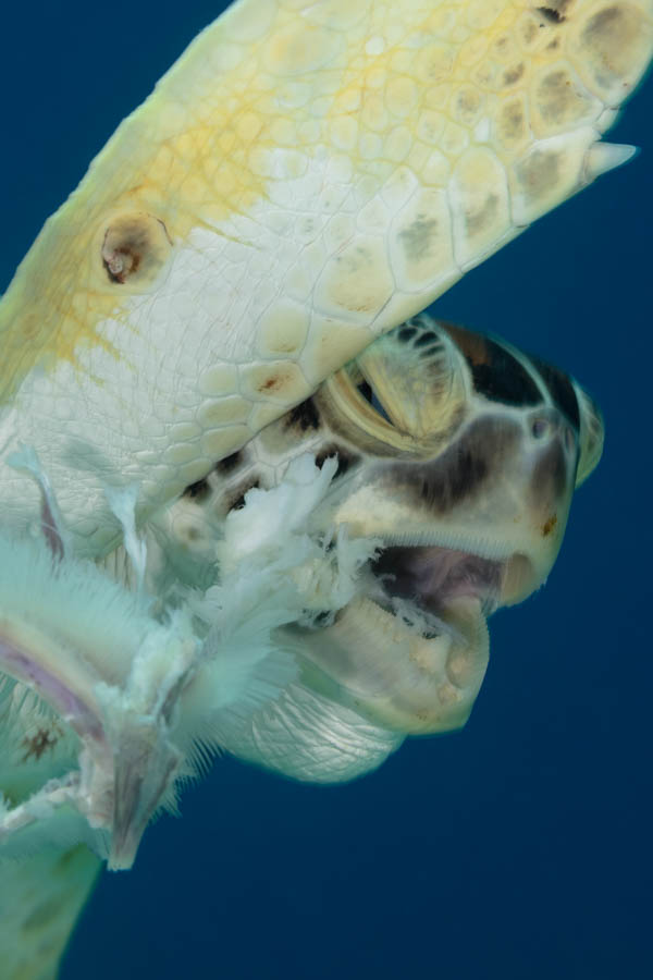 Turtle Struggling with Fish Remains