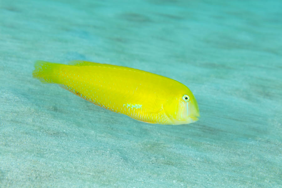 Yellow Green Razorfish