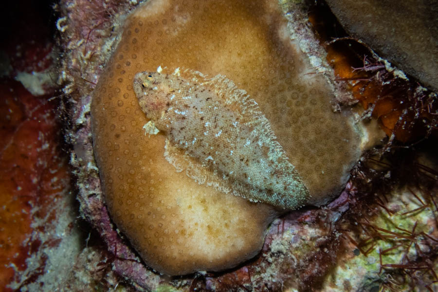 Flounders Identification: Caribbean Tonguefish