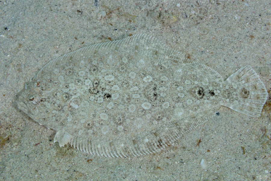 Channel Flounder