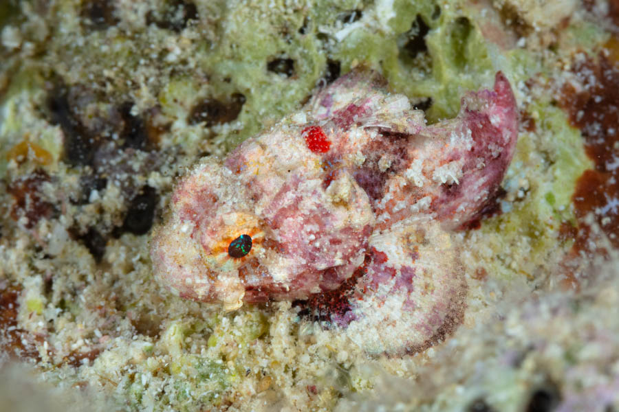Scorpionfishes Identification: Coral Scorpionfish